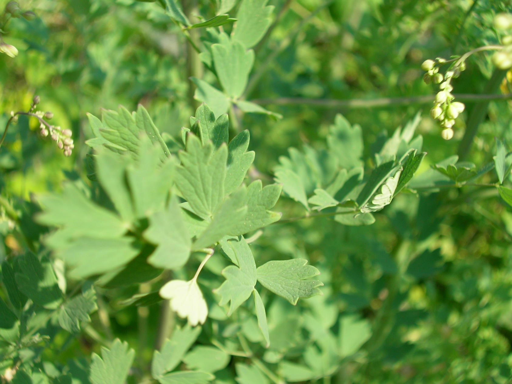 in riva all''Adige - Thalictrum sp.
